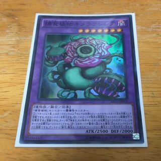 捕食植物キメラフレシア