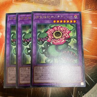 捕食植物キメラフレシア レア　3枚