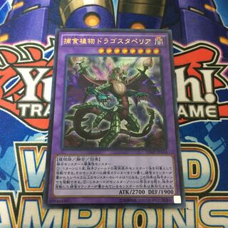 捕食植物ドラゴスタペリア ウルトラレア