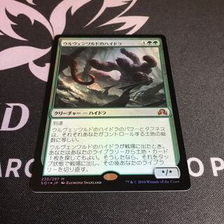 MtG ウルヴェンワルドのハイドラ　日語フォイル　foil