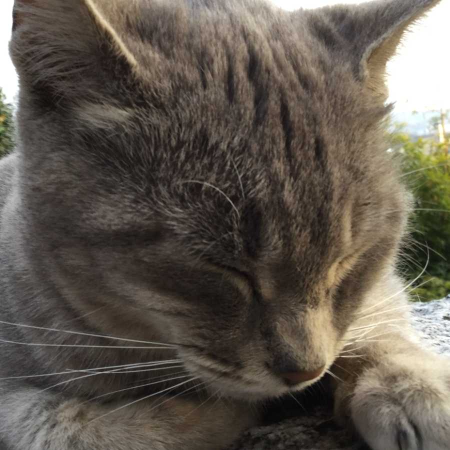 ナタデココ専用