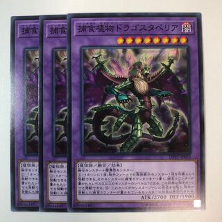 捕食植物ドラゴスタペリア ノーマル