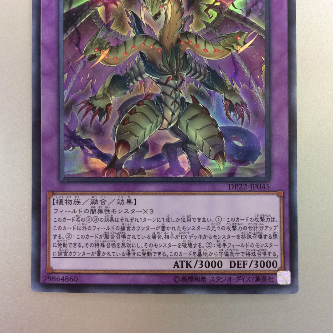 （微キズ）捕食植物トリフィオヴェルトゥム　ウルトラレア