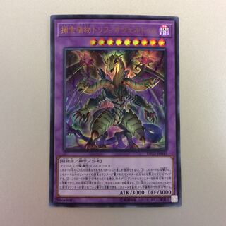 （美品）捕食植物トリフィオヴェルトゥム　ウルトラレア