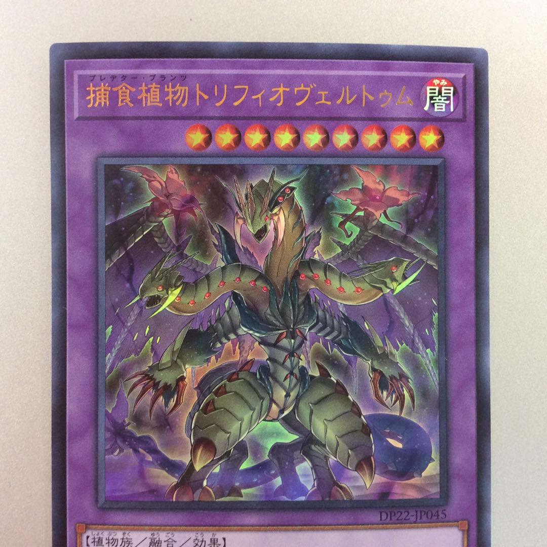 （美品）捕食植物トリフィオヴェルトゥム　ウルトラレア