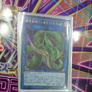 捕食植物ヴェルテ・アナコンダ ウルトラレア