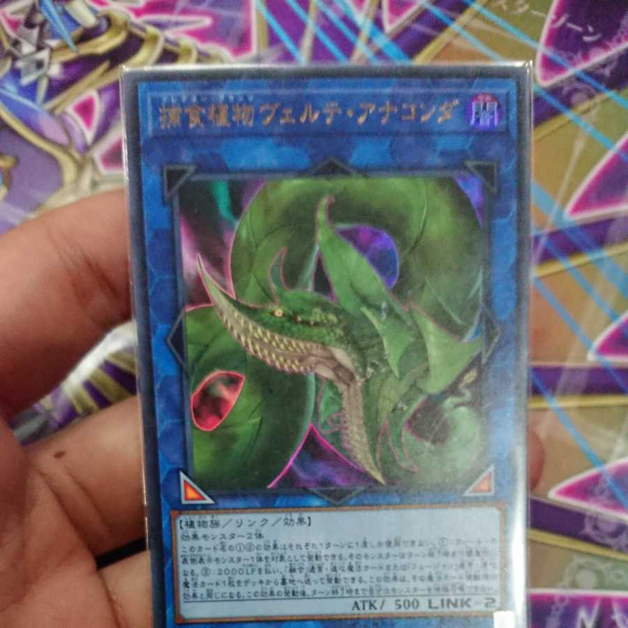 捕食植物ヴェルテ・アナコンダ ウルトラレア