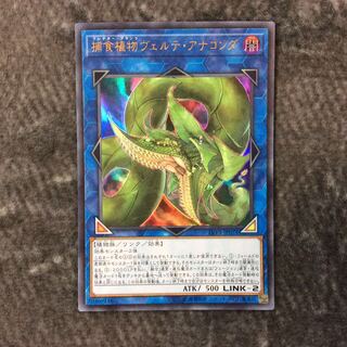 （美品）捕食植物ヴェルテアナコンダ　ウルトラレア