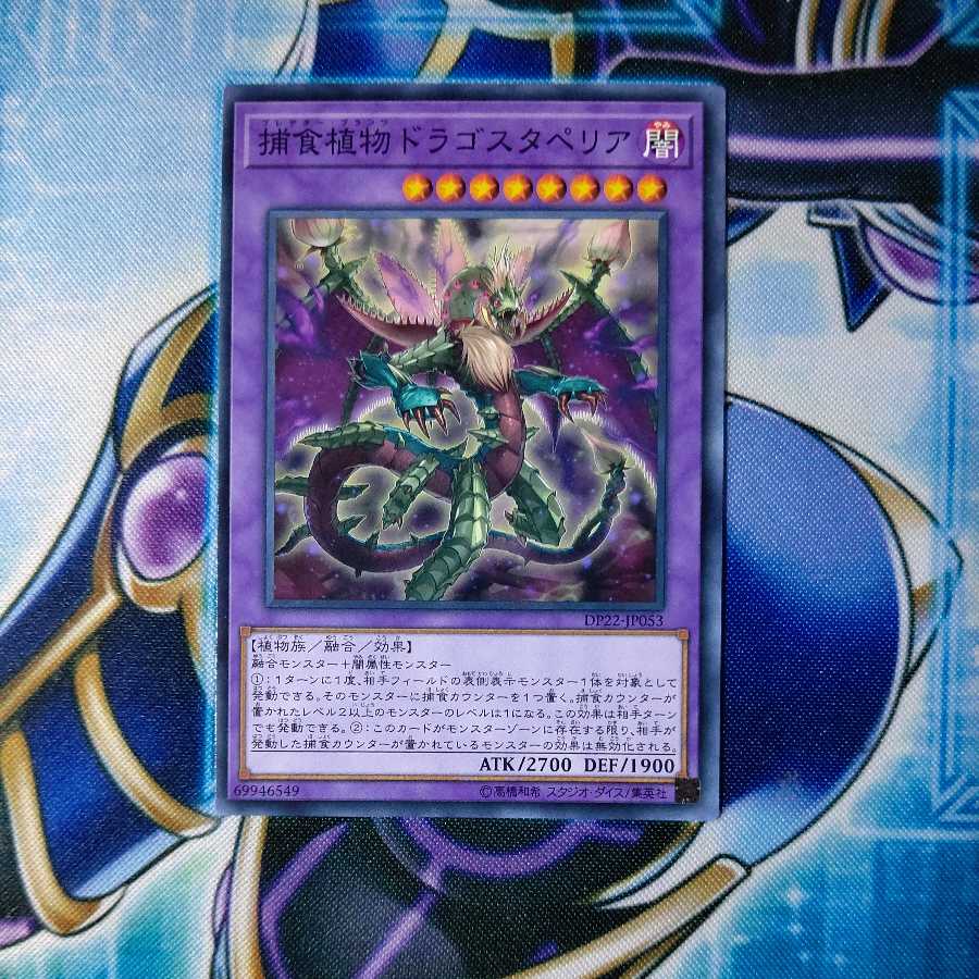 捕食植物ドラゴスタペリア ノーマル