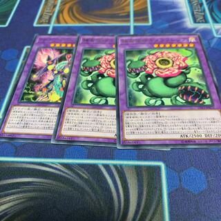 捕食植物キメラフレシア レア　他