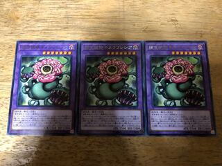 【ダボハゼ】捕食植物キメラフレシア