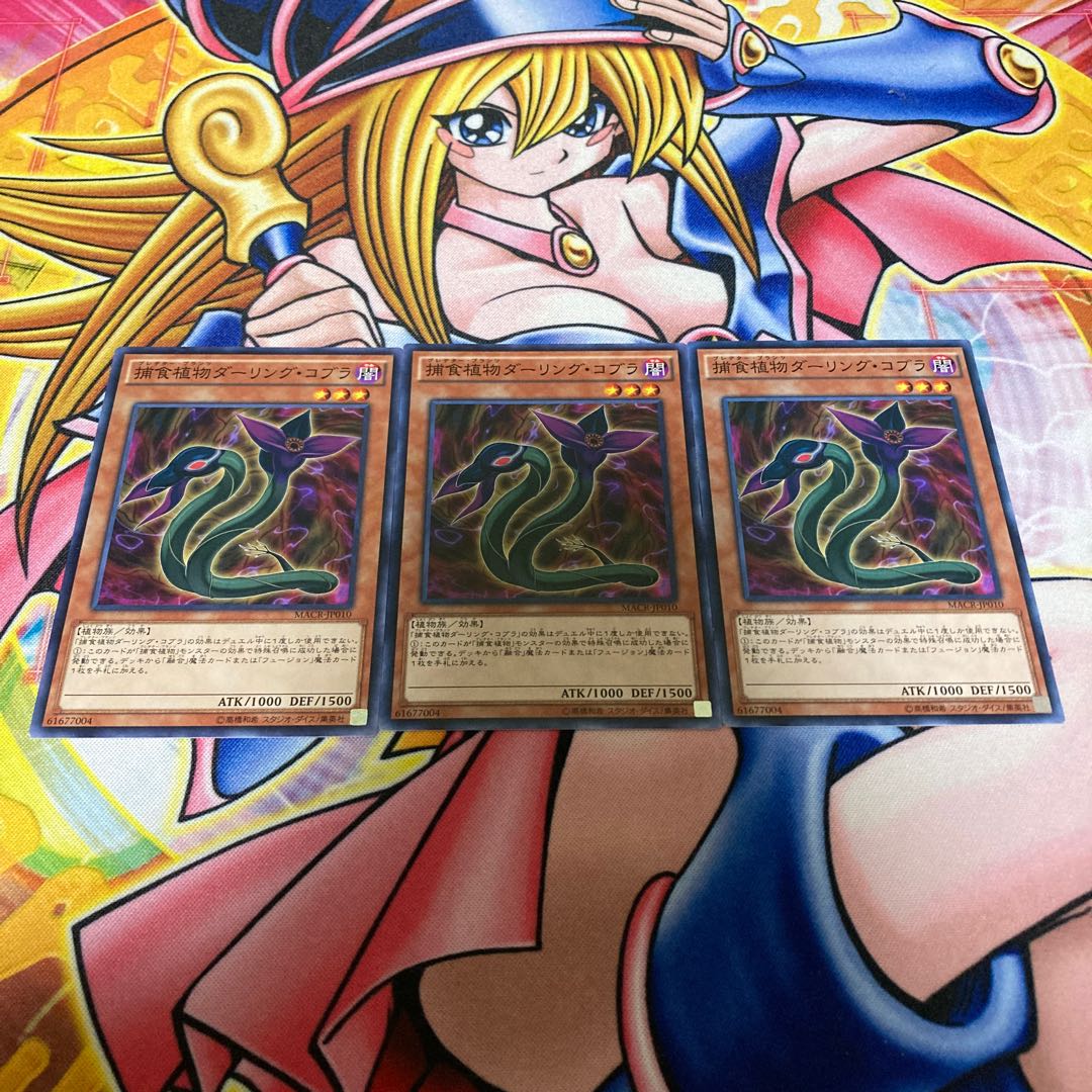 捕食植物ダーリング・コブラ