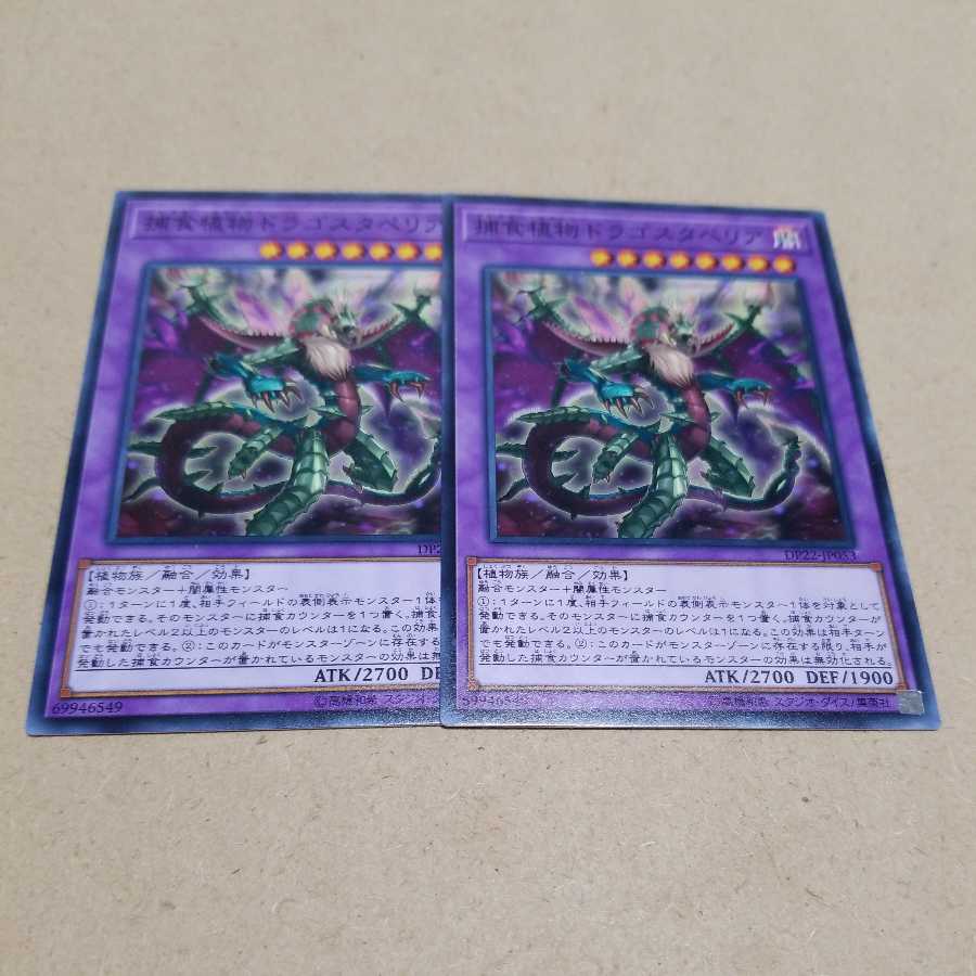 捕食植物ドラゴスタペリア ノーマル