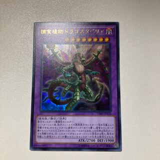 捕食植物ドラゴスタペリア ウルトラレア