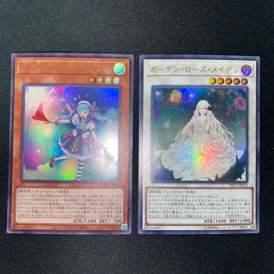 Garden Rose Rosa Den, Staysailor Romarin