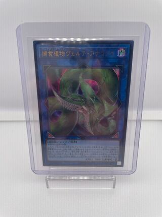 【美品】捕食植物ヴェルテ・アナコンダ ウルトラレア