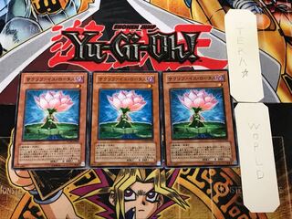 Samsara Lotus 1 Normal Set of 3 Tera