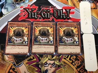 横綱犬 1 ノーマル 3枚セット てら