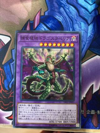 捕食植物ドラゴスタペリア ノーマル