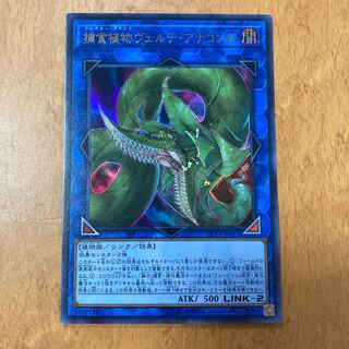 捕食植物ヴェルテ・アナコンダ ウルトラレア