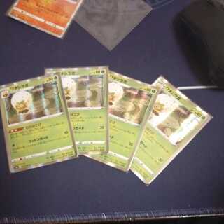 ワタシラガ　4枚