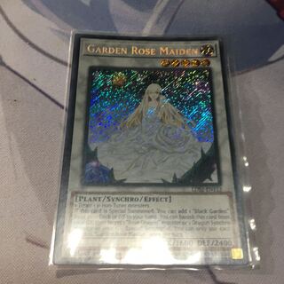 English Garden Rose Rosa Den Secret