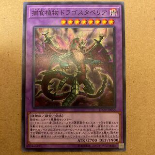 捕食植物ドラゴスタペリア ノーマル