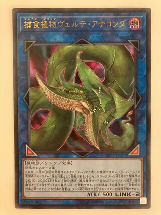 捕食植物ヴェルテ・アナコンダ ウルトラレア