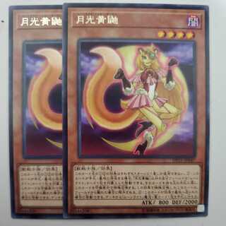 月光黄鼬 ムーンライトイエローマーテン 2枚セット