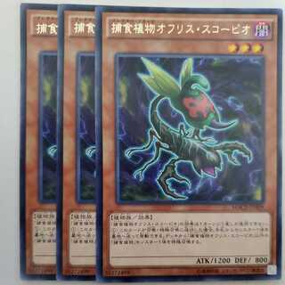 捕食植物オフリス・スコーピオ 3枚セット