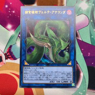 捕食植物ヴェルテ・アナコンダ ウルトラレア