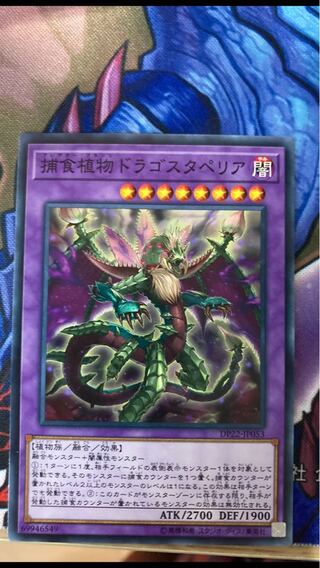 Predaplant Dragostapelia