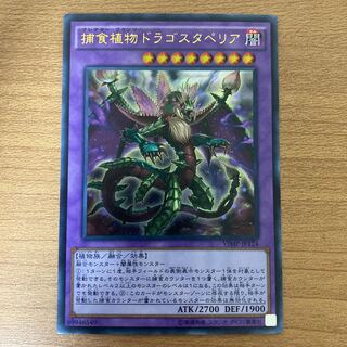 捕食植物ドラゴスタペリア ウルトラレア