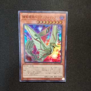 捕食植物ヘリアンフォリンクス スーパーレア