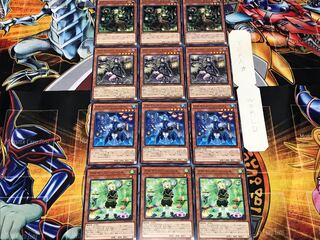 ローリエ ローズマリー マジョラム カナンガ 1 ノーマル 各3枚セット