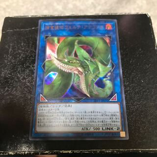 捕食植物ヴェルテ・アナコンダ ウルトラレア