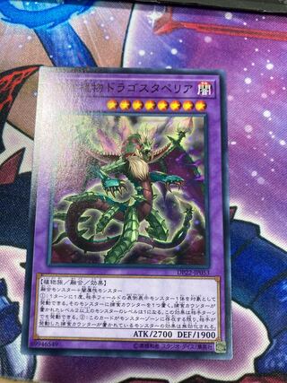 捕食植物ドラゴスタペリア ノーマル