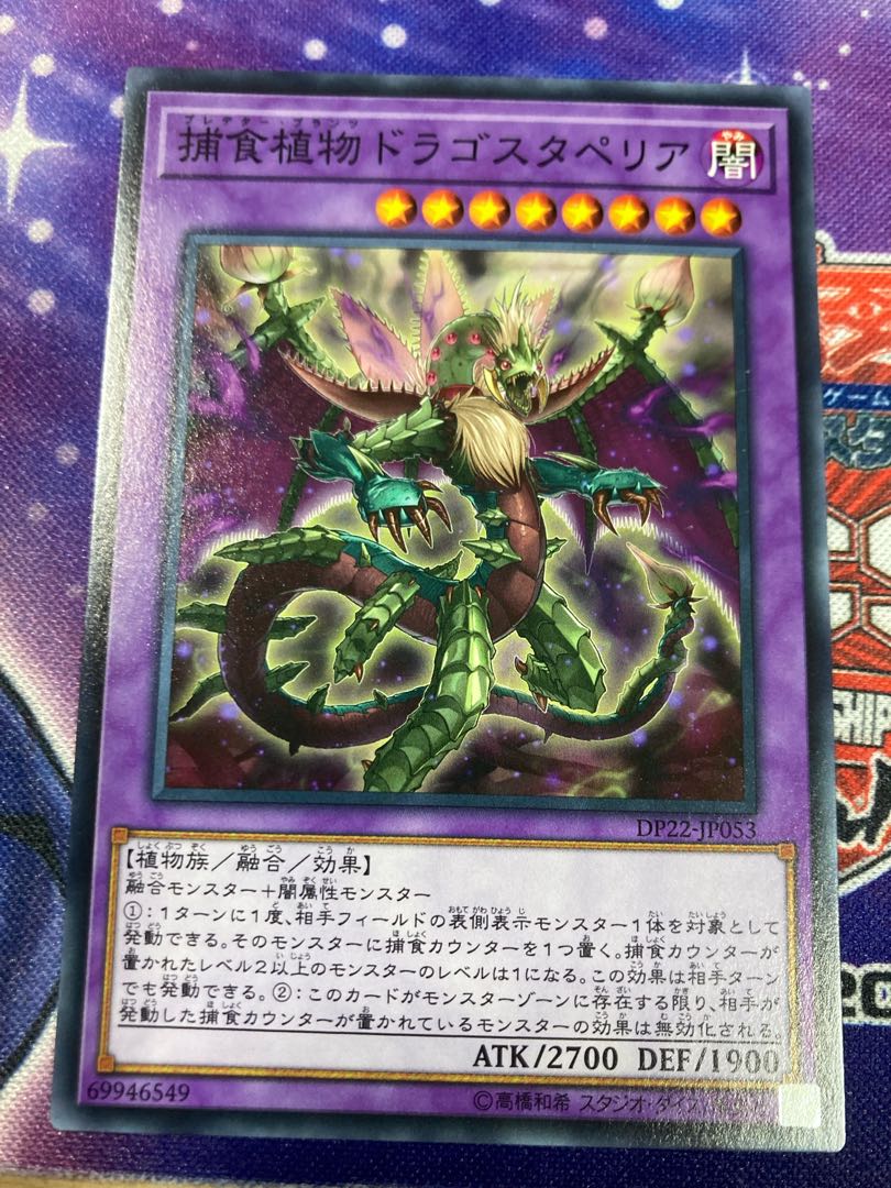 捕食植物ドラゴスタペリア ノーマル