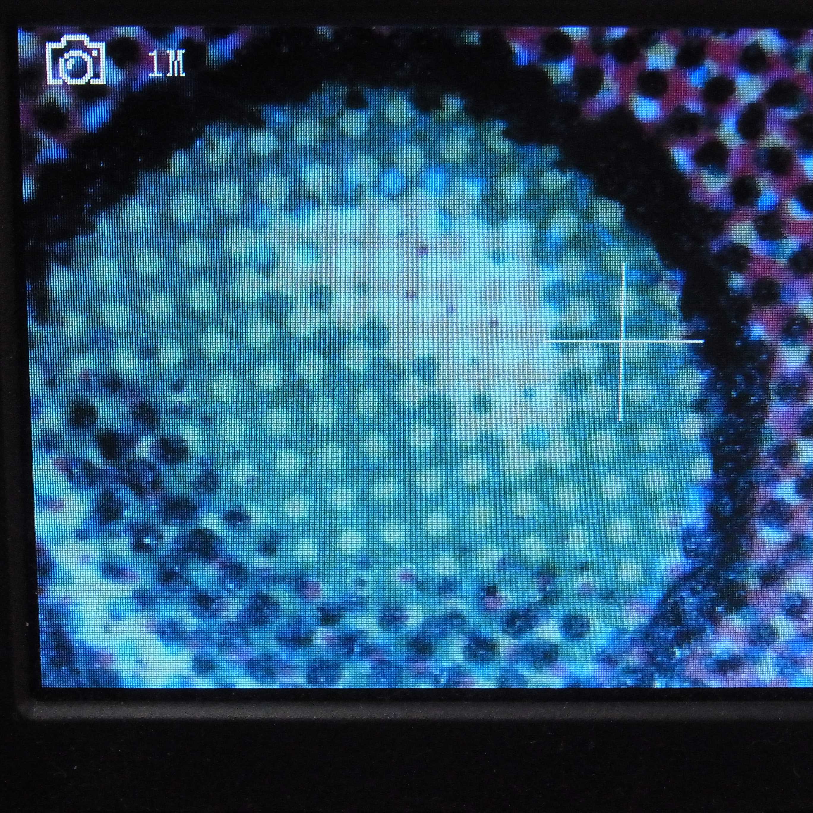 【英】Underground Sea[ALPHA/LEA]/管理:▽MM0150 1枚