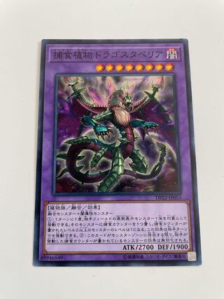 捕食植物ドラゴスタペリア ノーマル