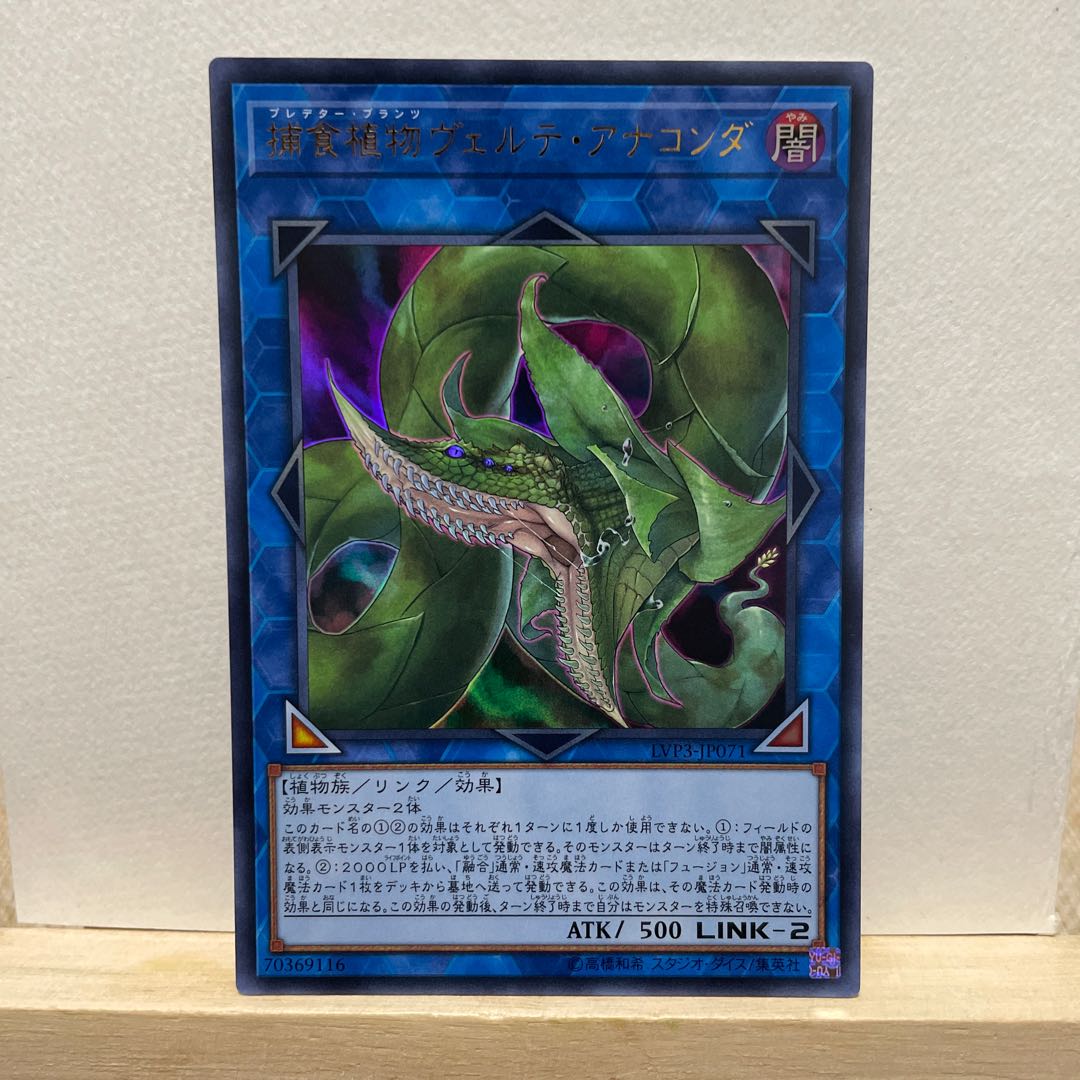 捕食植物ヴェルテ・アナコンダ ウルトラレア