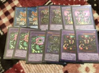 捕食植物 キメラフレシア 捕食活動