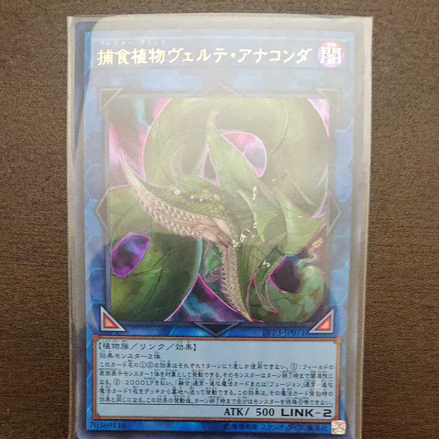 捕食植物ヴェルテ・アナコンダ ウルトラレア