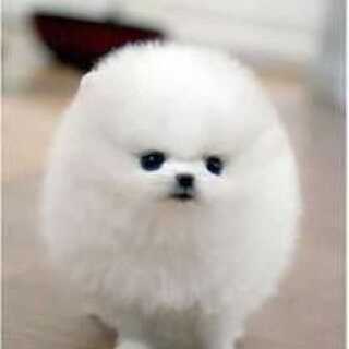 おやまっこ専用ベンリー二2枚