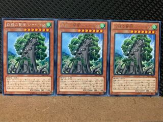 【ぽぽたん】遊戯王 8061 森羅の賢樹 シャーマン 3枚 レア