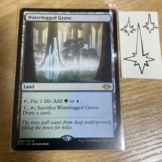MTG 冠水樹林帯　英語