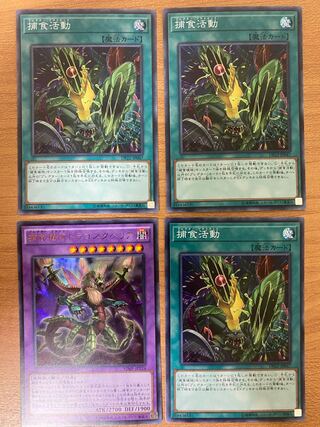 捕食植物ドラゴスタペリア、捕食活動