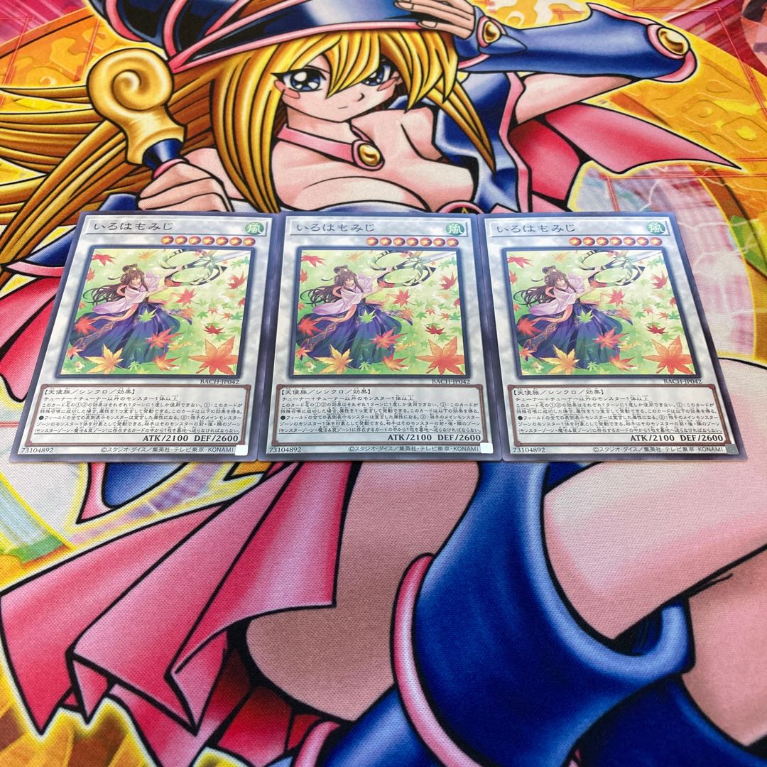 Japanese maple (Acer palmatum)