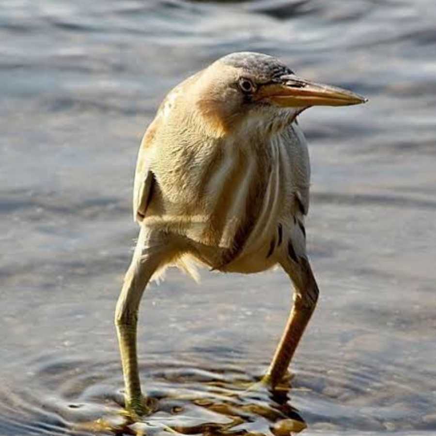 ビスケット様専用