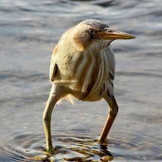 ビスケット様専用